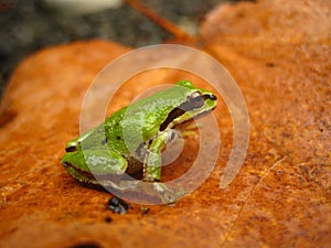 Pacific chorus frog (Pseudacris regilla)