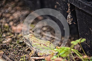 Pacific Chorus frog Pseudacris regilla