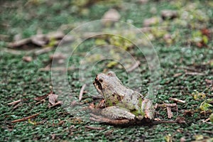 Pacific Chorus frog Pseudacris regilla