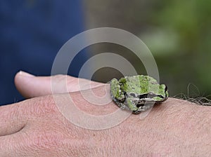 Pacific or Chorus Tree Frog, Pseudacris regilla