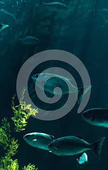 Pacific chub mackerel Scomber japonicus school