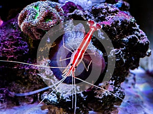 Pacific cleaner shrimp Lysmata amboinensis on a reef tank