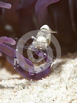 Pacific Clown Anemone Shrimp