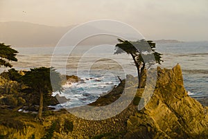 Pacific coast and cyprus tree