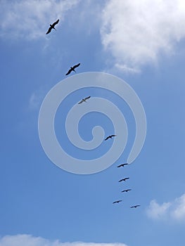 Pacific Coast Highway Beach Scene - Pelican Flock