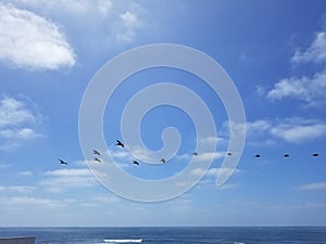 Pacific Coast Highway Beach Scene - Pelican Flock