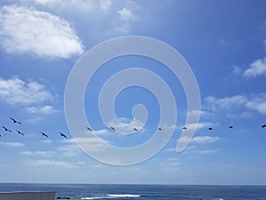 Pacific Coast Highway Beach Scene - Pelican Flock