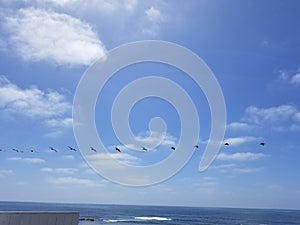 Pacific Coast Highway Beach Scene - Pelican Flock