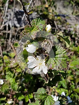 Pacific Coast Highway Scenery - Point Reyes - Blackberry Flowers