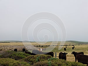 Pacific Coast Highway Scenery - Point Reyes - Cattle Ranch