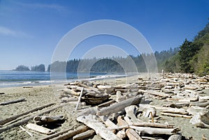Pacific coast sand beach photo