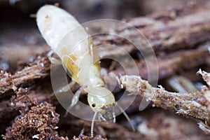 Pacific Coast Termite