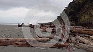 Pacific Coast with trunks of trees on a wide beach with black sand, Olympic National Park, USA, Washington