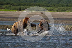 Pacific Coastal Brown bears usus arctos fighting - grizzliy -