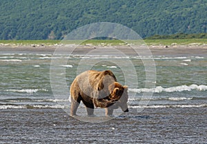 Pacific Coastal Brown bears usus arctos - grizzliy - on the Ke