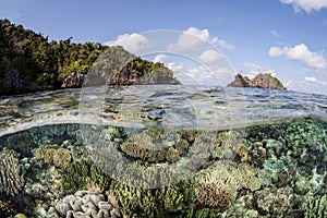 Pacific Coral Reef Diversity photo