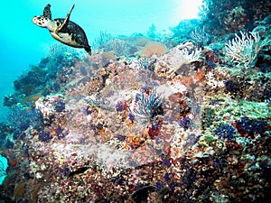 Pacific Coral Reef w/ Hawksbill Sea Turtle