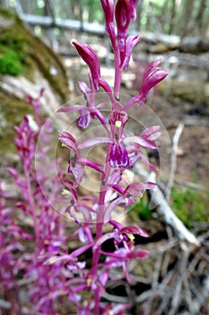 Pacific Coralroot Up Close - Corallorhiza mertensiana