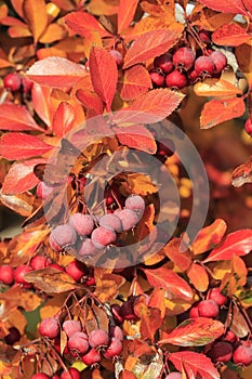 Pacific Crabapple tree (Malus Fusca)