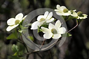 Pacific Dogwood in Bloom