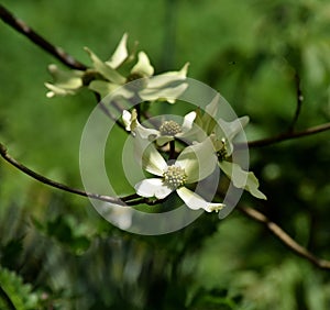 Pacific Dogwood, cornus nuttallii tree blooms