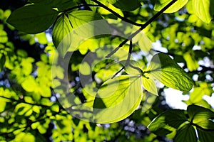 Pacific Dogwood, Yosemite, Yosemite National Park