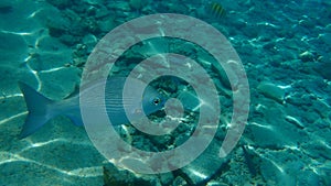 Pacific drummer or Bermuda chub or grey drummer, Pacific chub Kyphosus sectatrix undersea, Caribbean Sea, Cuba