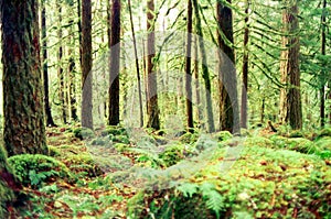 Pacific Forest