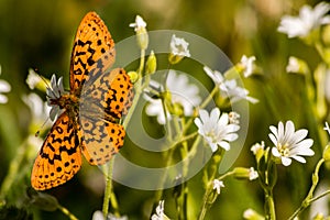 Pacific Fritillary