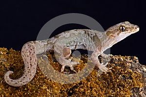 Pacific gecko Dactylocnemis pacificus