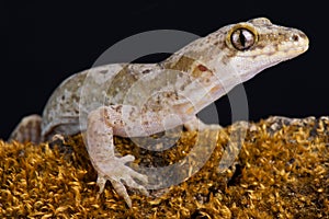 Pacific gecko Dactylocnemis pacificus