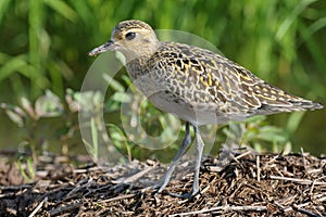 Pacific Golden Plover.