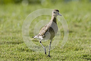 Pacific Golden Plover