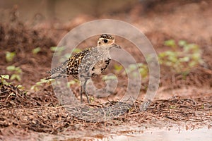 Pacific golden plover