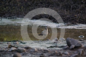 Pacific golden plover alighted in the mud