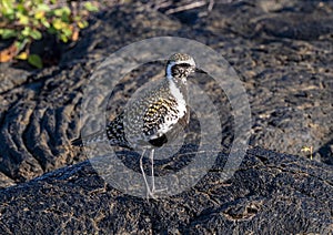 Pacific golden plover in breeding plumage standing on hardened lava in Hawaii.
