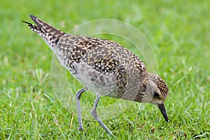 Pacific Golden Plover Feeding photo