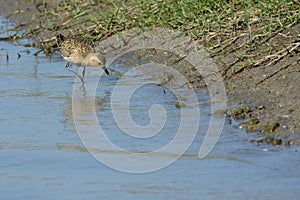 Pacific Golden Plover hunting