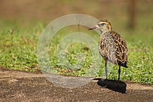 Pacific Golden Plover just after eating a worm