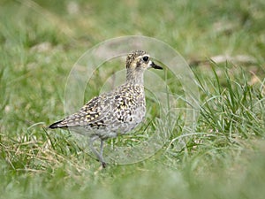 Pacific Golden-Plover, Maui, Hawii