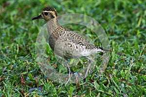 Pacific Golden-Plover Pluvialis fulva