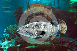 Pacific goliath grouper or Epinephelus quinquefasciatus is species of marine ray-finned fish It found in eastern Pacific Ocean