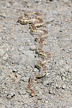 Pacific Gopher Snake adult recently shedded sunbathing on rocky trail