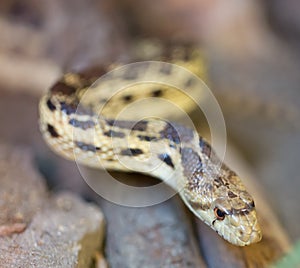 Pacific Gopher Snake (Pituophis catenifer catenifer)