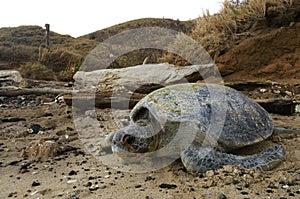 Pacific Green sea turtle in deserted beach photo