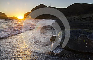 Pacific Green sea turtle returns to sea at dawn photo