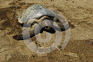 Pacific Green Sea Turtle on sandy beach