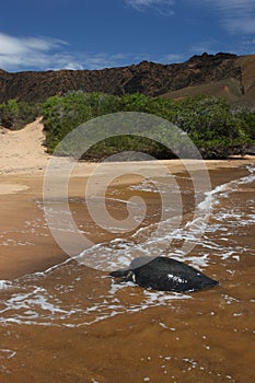 Pacific Green Sea Turtles