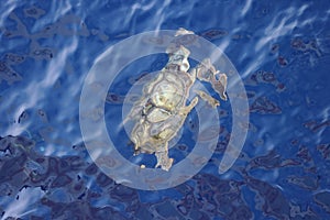 Pacific Green Turtle Chelonia mydas swimming underwater. Giant green sea turtle in natural habitat in North Pacific ocean.