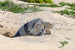 Pacific Green Turtle - Floreana - Galapagos Islands